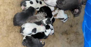 Bully pit puppies for sale or trade