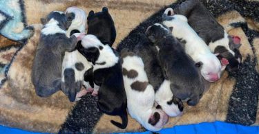 Bully pit puppies for sale or trade