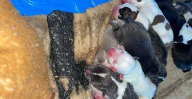 Bully pit puppies for sale or trade