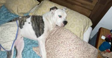 Bully pit puppies for sale or trade