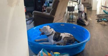 Bully pit puppies for sale or trade