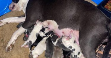 Bully pit puppies for sale or trade