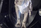 4 months old Cane Corso