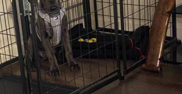 4 months old Cane Corso