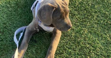 4 months old Cane Corso
