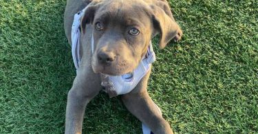 4 months old Cane Corso