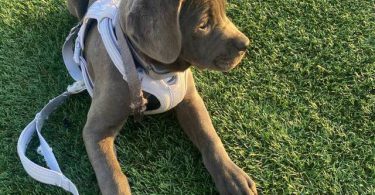 4 months old Cane Corso
