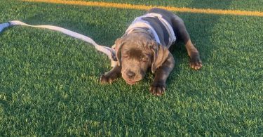 4 months old Cane Corso