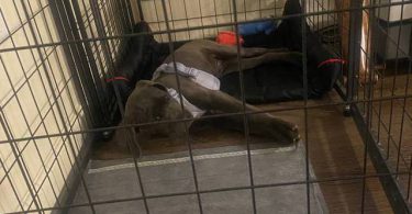 4 months old Cane Corso