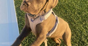 4 months old Cane Corso