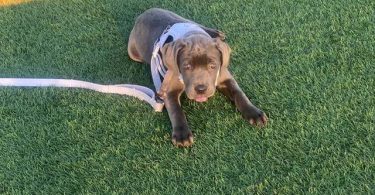 4 months old Cane Corso