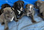 2 male Frenchton puppies for sale