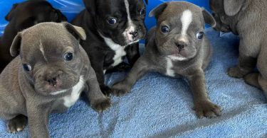 2 male Frenchton puppies for sale