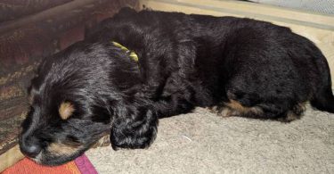 Vaccinated Goldendoodle puppies for sale