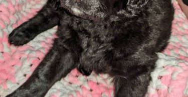 Vaccinated Goldendoodle puppies for sale