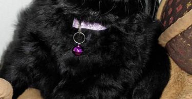 Vaccinated Goldendoodle puppies for sale