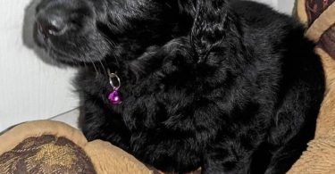 Vaccinated Goldendoodle puppies for sale