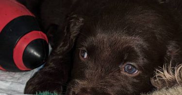 Vaccinated Goldendoodle puppies for sale