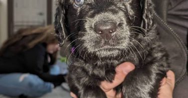 Vaccinated Goldendoodle puppies for sale