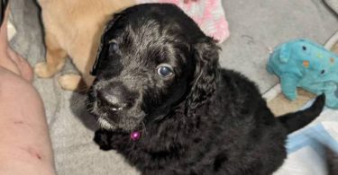 Vaccinated Goldendoodle puppies for sale