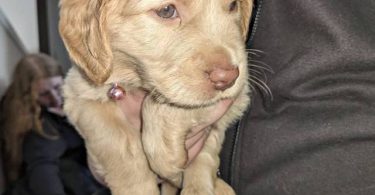 Vaccinated Goldendoodle puppies for sale