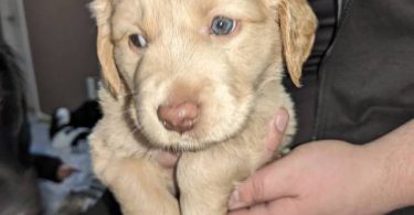 Vaccinated Goldendoodle puppies for sale