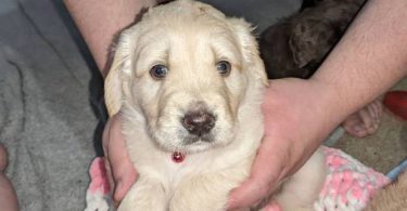 Vaccinated Goldendoodle puppies for sale