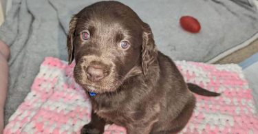 Vaccinated Goldendoodle puppies for sale
