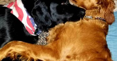 Vaccinated Goldendoodle puppies for sale