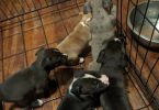 6 fullblooded pitbull puppies