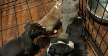 6 fullblooded pitbull puppies