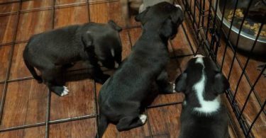 6 fullblooded pitbull puppies