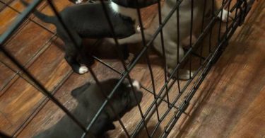6 fullblooded pitbull puppies