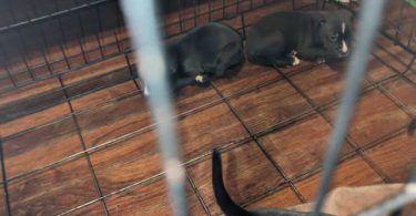 6 fullblooded pitbull puppies