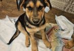 Male Shepweiler puppy