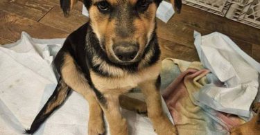 Male Shepweiler puppy