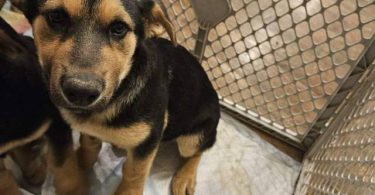 Male Shepweiler puppy