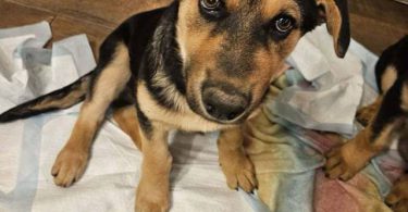 Male Shepweiler puppy