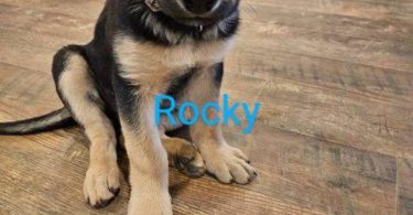 Male Shepweiler puppy