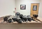 5 AKC Cane Corso puppies for sale