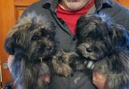 2 Shih Tzu Puppies left