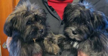 2 Shih Tzu Puppies left