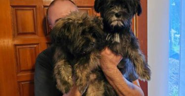 2 Shih Tzu Puppies left