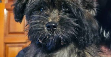 2 Shih Tzu Puppies left