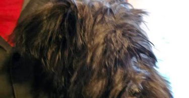 2 Shih Tzu Puppies left