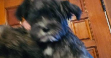 2 Shih Tzu Puppies left