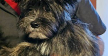 2 Shih Tzu Puppies left