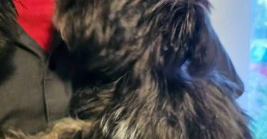 2 Shih Tzu Puppies left