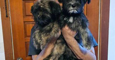 2 Shih Tzu Puppies left