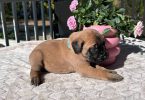 9 AKC English Mastiff puppies for sale